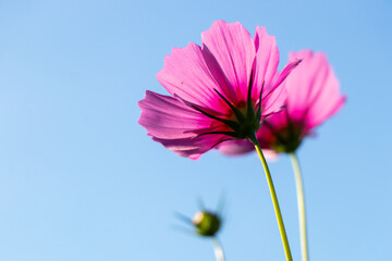 Beautiful pink color cosmos (Mexican aster) flower with blue sky background