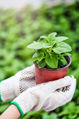 Hand holding young plant and green background with sunshine.