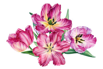 Watercolor flowers. Bouquet pink tulips on isolated white background, botanical illustration