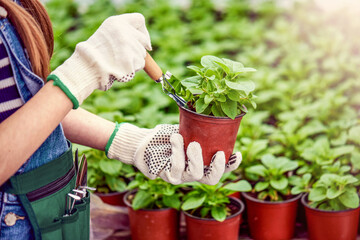 Hand holding garden equipment, pots and flowerpots with flower seedlings and green background with sunshine.