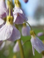 Macro close-up of Cuckoo flower or Lady's smock (Cardamine pratensis), also known as mayflower or milkmaids, covered with droplets of dew or rain. Southern Netherlands. Limburg. Maastricht. Selective 