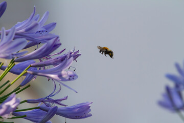 Fototapeta premium Close-up of a bee flying to blossoms of blue Agapanthus for harvesting pollen