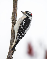 Male Downey Woodpecker