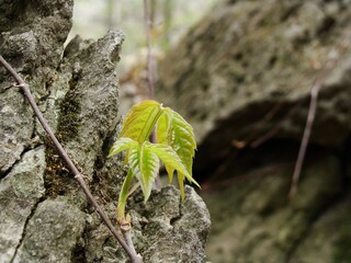 green moss on stone