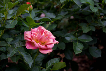 pink rose in the garden