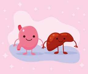 stomach and liver
