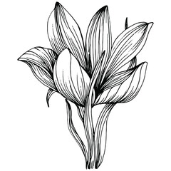 Crocus or saffron flower. Floral botanical flower. Isolated illustration element. Vector hand drawing wildflower for background, texture, wrapper pattern, frame or border.