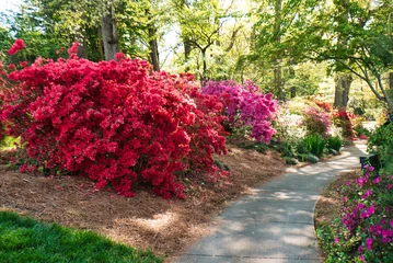 Photo sur Plexiglas Azalée Une belle passerelle dans un jardin avec les azalées en fleurs, à Rock Hill, Caroline du Sud, USA.