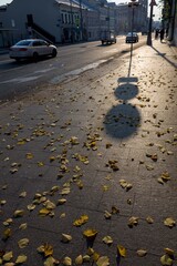 Shadow of road sign lies on sidewalk strewn with yellow foliage