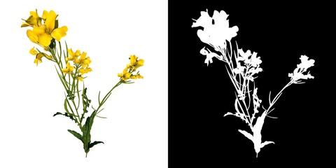 Front view of Plant (Bermuda Buttercup Oxalis pes-caprae 2) Tree png with alpha channel to cutout made with 3D render 