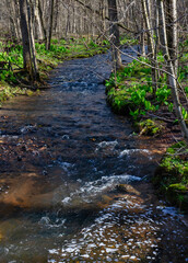 634-20 Otter Creek Foam Dots