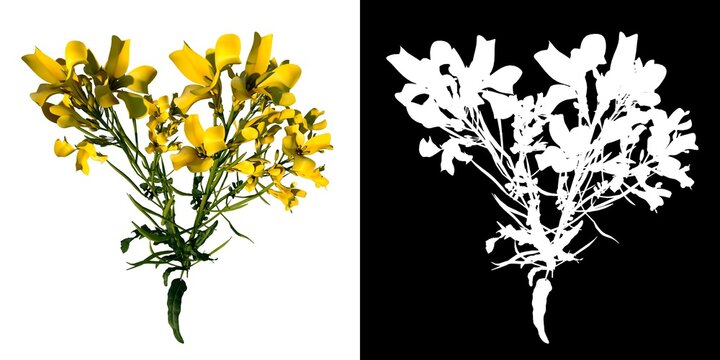 Front view of Plant (Bermuda Buttercup Oxalis pes-caprae 4) Tree png with alpha channel to cutout made with 3D render 
