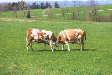 Obraz premium Organic farming in Austria: Happy cows are playing on the meadow, spring time