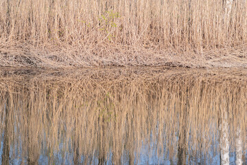 Reflection of dry yellow reeds and white birch trunk in the calm pond water