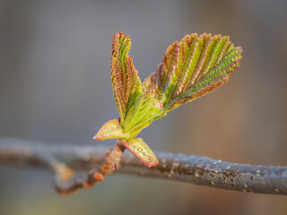 Closeup of alder tree bud in red and green colors in spring 