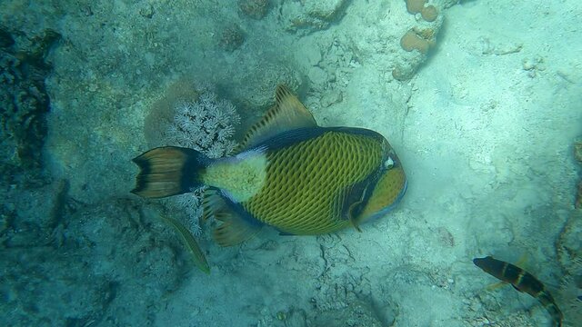 Close up of triggerfish eats corals. Titan Triggerfish (Balistoides viridescens) Red Sea, Egypt
