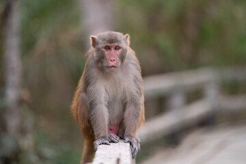 Wild Monkey Sitting on Bridge