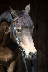 Pferd / Pony Portrait