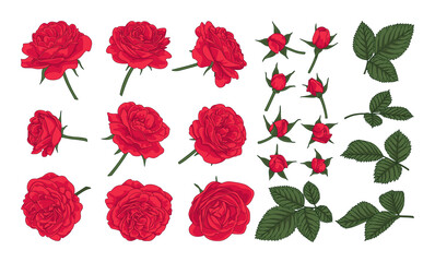 Red roses. Set of roses, petals and buds. Elements of roses for floral romantic design.