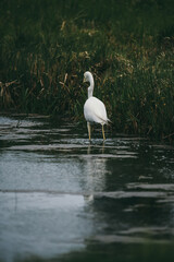 Egret dropping her food. Belarus
