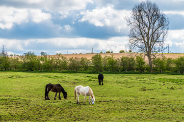 A view of horses grazing beside a lake on the outskirts of Thrapston, Northamptonshire in springtime