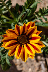 Yellow and red treasure flower head on a sunny spring day