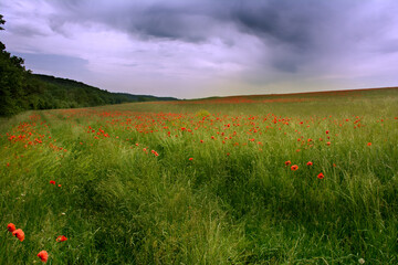 The spring poppy fields in  Czech Republic.