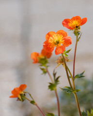 Close up of blooming scarlet avens (Geum coccineum)