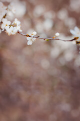 Frühlingserwachen - weiße zarte Blüten am Ast im Frühling