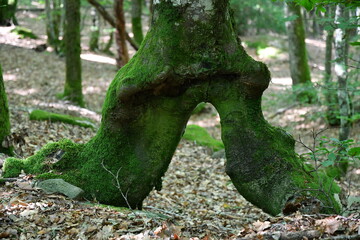 Tronc d'arbre recouvert de mousses formant un pont