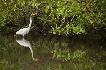 great blue heron