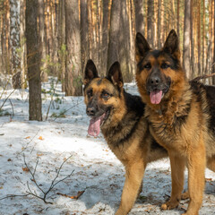 Two shepherd dogs are walking in the forest