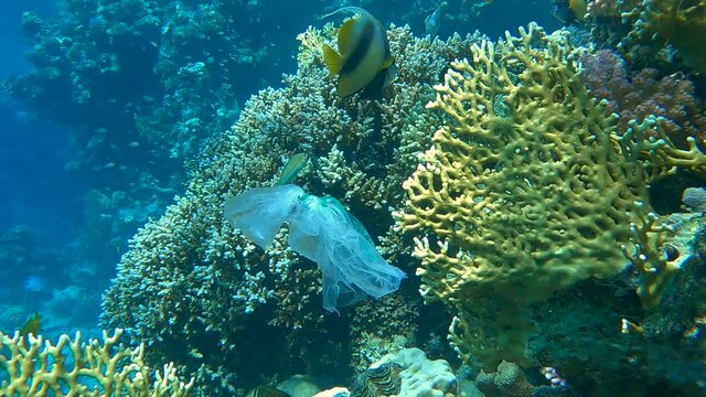 A piece of old plastic bag slowly drifts near tropical coral reef, gradually collapsing and turns into microplastics. Plastic bag swims near coral reef