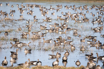 Fototapeta premium A large puddle in the spring on the edge of a cereal field where a lot of geese have gathered, which have just returned in flocks from the warm country to Latvia.