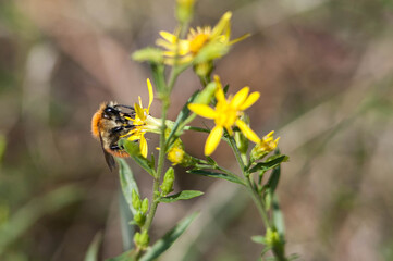 Abeille butinant une fleur jaune