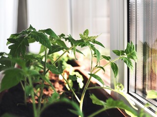 Tomato seedlings in grown from seeds in brown boxes at home on the windowsill. Agricultural seedlings. The spring planting. Young vegetable seedling growing in soil in sunlight. Copy space