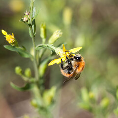 Abeille butinant (gros plan)