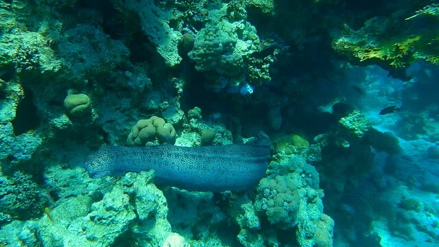 Clow motion, close-up of Giant moray (Gymnothorax javanicus) swims near coral reef. Follow shot