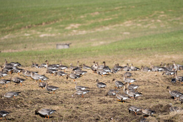 Fototapeta na wymiar In the spring, on the edge of a cereal field, where a lot of geese have gathered, which have just returned in flocks from the warm country to Latvia.