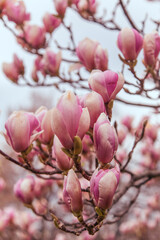 pink magnolia flowers