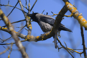 cornacchia grigia (Corvus cornix) su ramo e sfondo cielo,ritratto con richiamo
