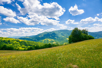 trees on the meadow in summer with herbs on the pasture. beautiful view in to the distant mountain landscape beneath a blue sky with fluffy clouds