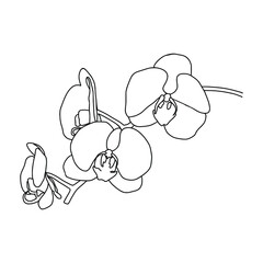 Abstract continuous line drawing. The beautiful flowers.