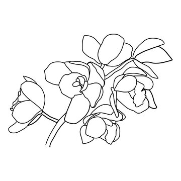 Abstract continuous line drawing. A beautiful one line orchid drawings.