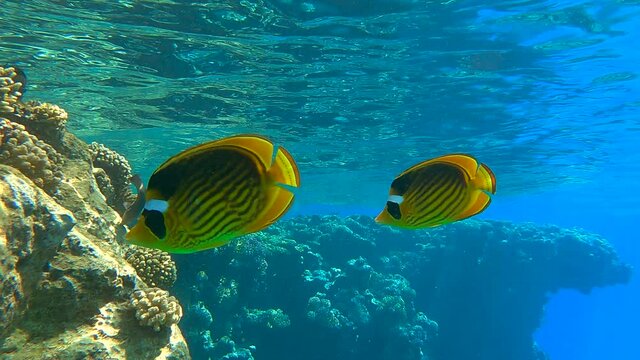 Closeup of pair Butterflyfish swims near beautiful coral reef. Diagonal Butterflyfish (Chaetodon fasciatus) Underwater life on the coral reef.