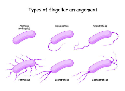 Types of flagellar arrangement. bacteria
