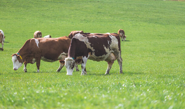 Organic farming in Austria: Cows are grazing on the meadow, spring time