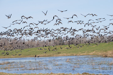 In the spring, a large puddle on the edge of a cereal field, where a lot of geese have gathered,...