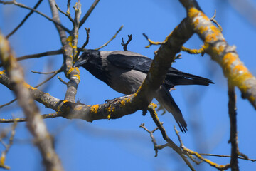 Cornacchia grigia (Corvus cornix) su ramo,ritratto su sfondo cielo,silhouette