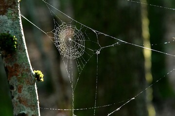Toile d’araignée au soleil tendue entre deux arbre dans une vieille forét